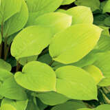 Hosta Fire Island Hosta Fire Island