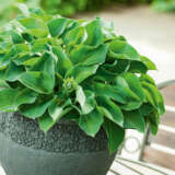 Hosta Green Lady Value Pack Hosta Green Lady Value Pack