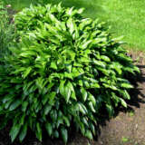 Hosta Lance Leaf Hosta Lance Leaf