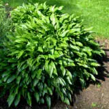 Hosta Lance Leaf Pkhoslle - Garden Express Australia