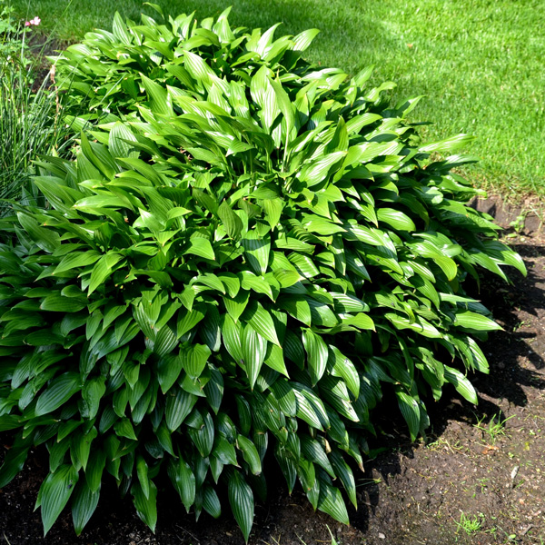 Hosta Lance Leaf Hosta Lance Leaf