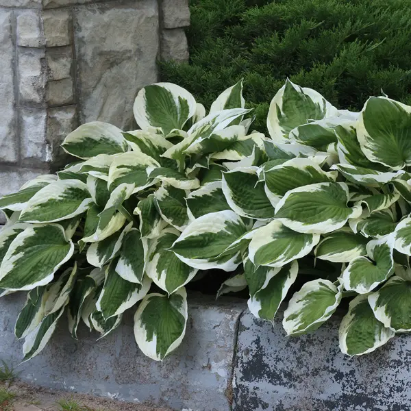 Hosta Patriot Hosta Patriot