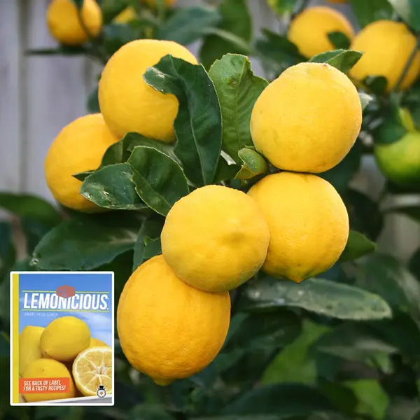 Lemon- Lemonicious (Pbr) 165mm Lemon- Lemonicious (Pbr) 165mm