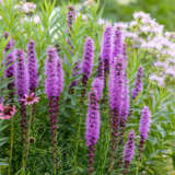 Liatris Purple Liatris Purple