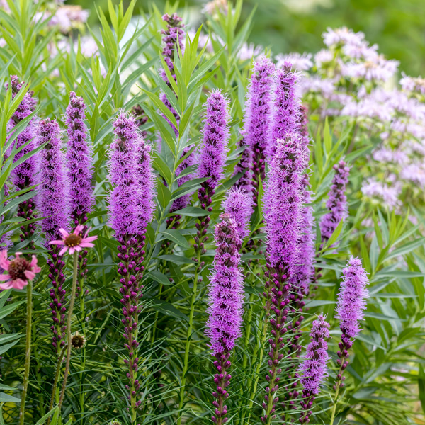Liatris Purple Liatris Purple