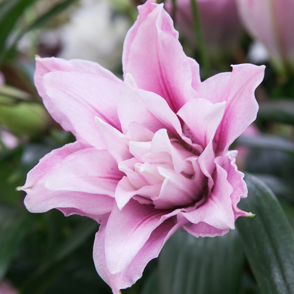 Lilium Double Sarah Bernhardt Lilium Double Sarah Bernhardt