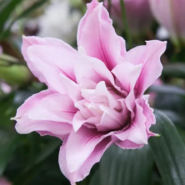 Lilium Double Sarah Bernhardt Lilium Double Sarah Bernhardt