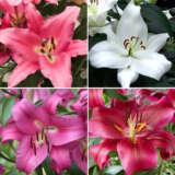 Lilium Oriental Trumpet Collection 2 Lilium Oriental Trumpet Collection 2