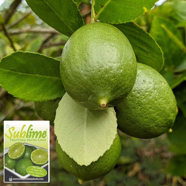 Lime- Sublime (Pbr) Lime- Sublime (Pbr)