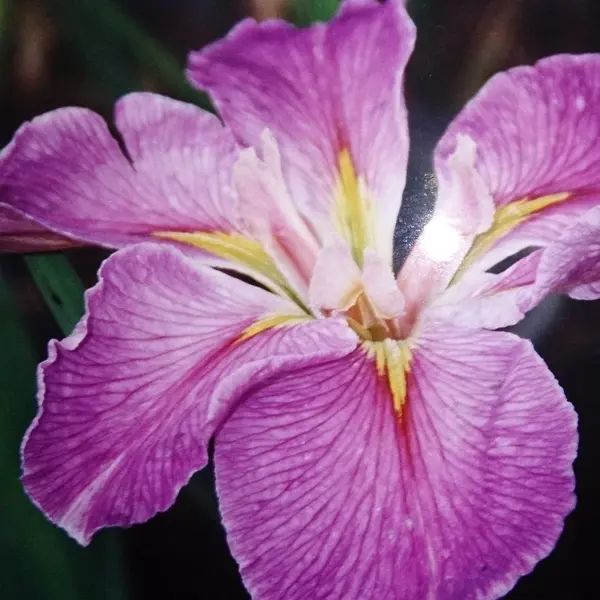 Louisiana Iris Edith Fear Louisiana Iris Edith Fear