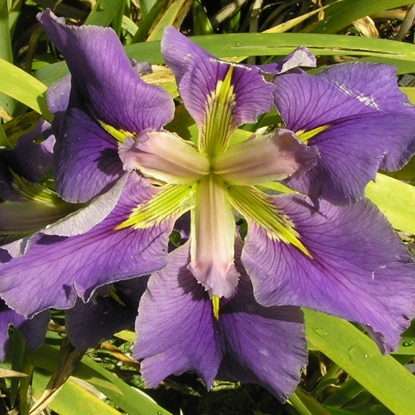 Louisiana Iris Good Vibes Louisiana Iris Good Vibes