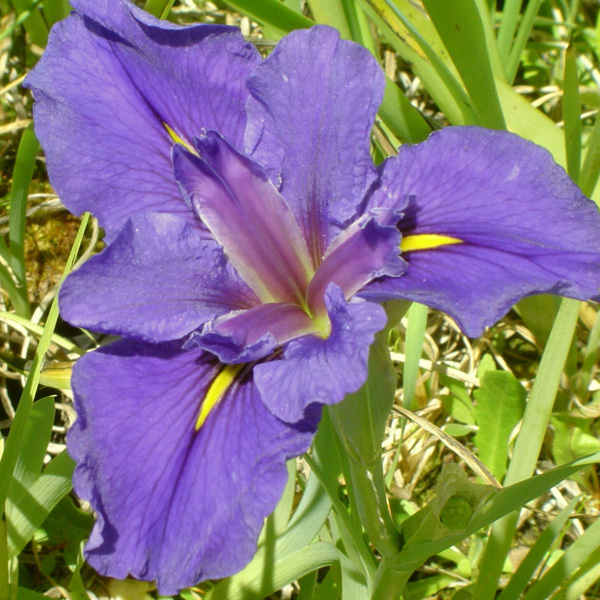 Louisiana Iris Gulf Shores Louisiana Iris Gulf Shores