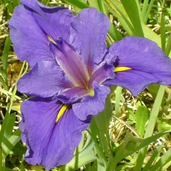 Louisiana Iris Gulf Shores Louisiana Iris Gulf Shores