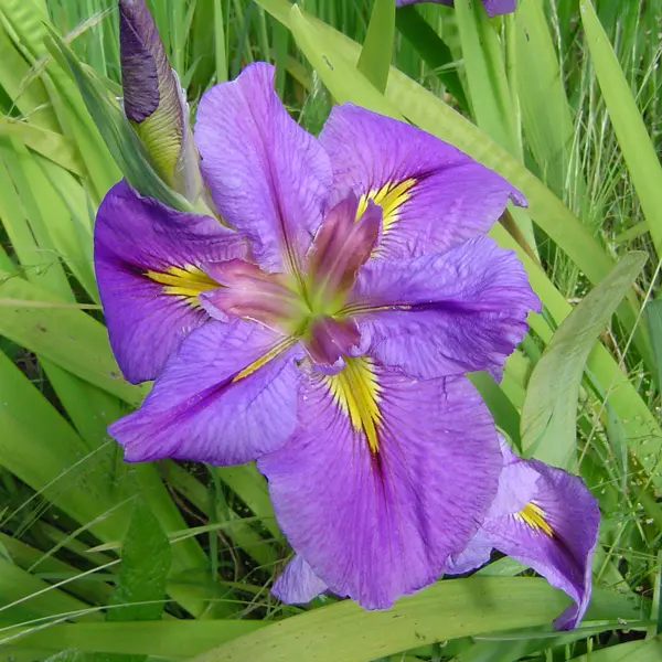 Louisiana Iris Wine And Dine Louisiana Iris Wine And Dine