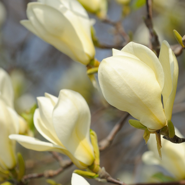 Magnolia Goldfinch Magnolia Goldfinch