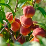 Peach Flordagold Trepeaflo - Garden Express Australia
