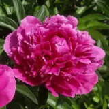 Peony Rose Karl Rosenfield Pkprokro 1 - Garden Express Australia