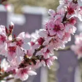Prunus Elvins Trepruelv - Garden Express Australia