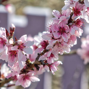 Prunus Elvins