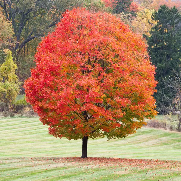 Sugar Maple Sugar Maple