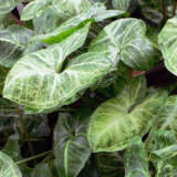 Syngonium Robusta Syngonium Robusta