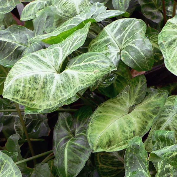 Syngonium Robusta Syngonium Robusta