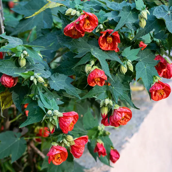 Abutilon Red Emperor Abutilon Red Emperor