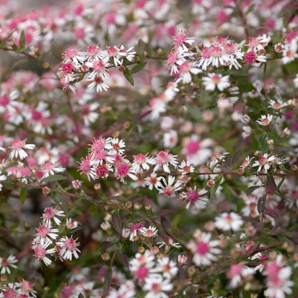 Aster Prince Aster Prince