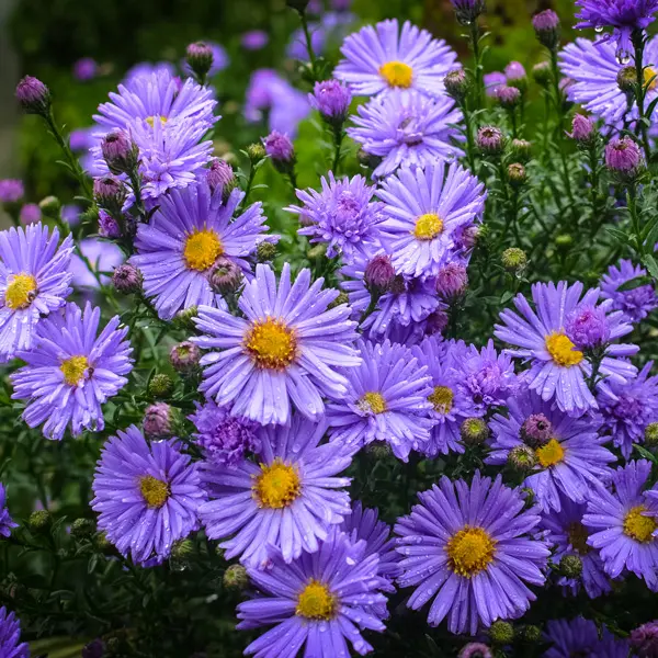 Aster Tonga Purple Aster Tonga Purple