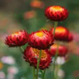 Bracteantha Copper Red P68bracre - Garden Express Australia