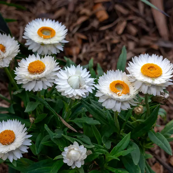 Bracteantha White Bracteantha White