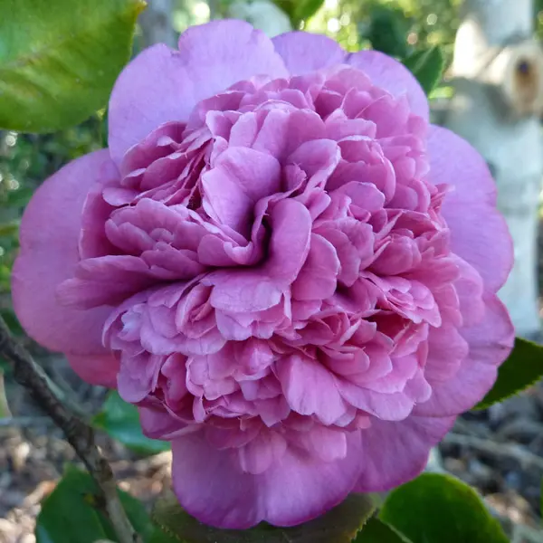 Camellia Dona Herzilla De Freitas Magalhaes 140mm Camellia Dona Herzilla De Freitas Magalhaes 140mm
