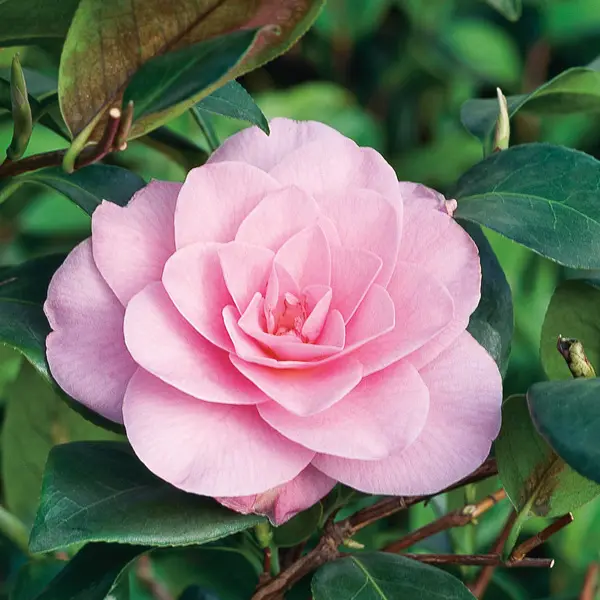 Camellia Waterlily Camellia Waterlily