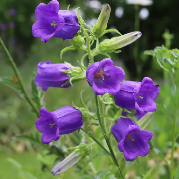 Campanula Canterbury Bells Blue Campanula Canterbury Bells Blue