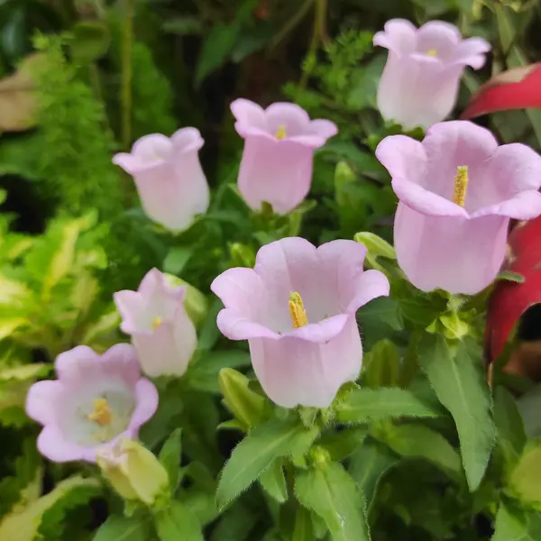 Campanula Canterbury Bells Pink