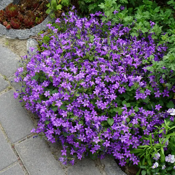 Campanula Dalmatian Bellflower Campanula Dalmatian Bellflower