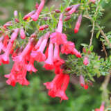 Cantua Buxifolia- Sacred Flower Of The Incas Cantua Buxifolia- Sacred Flower Of The Incas