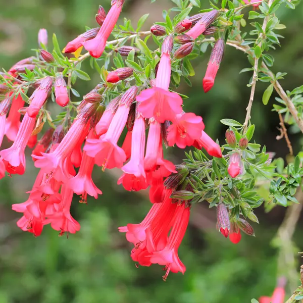 Cantua Buxifolia- Sacred Flower Of The Incas Cantua Buxifolia- Sacred Flower Of The Incas