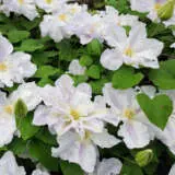 Clematis Veronicas Choice P10clevch - Garden Express Australia