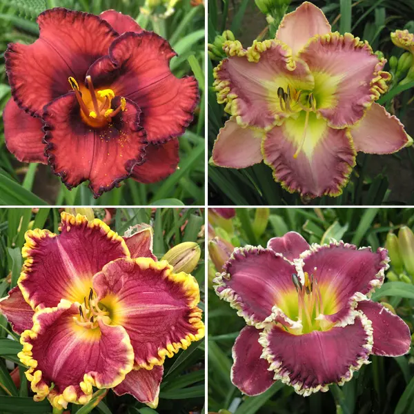 Daylily Winter Collection 1 Daylily Winter Collection 1