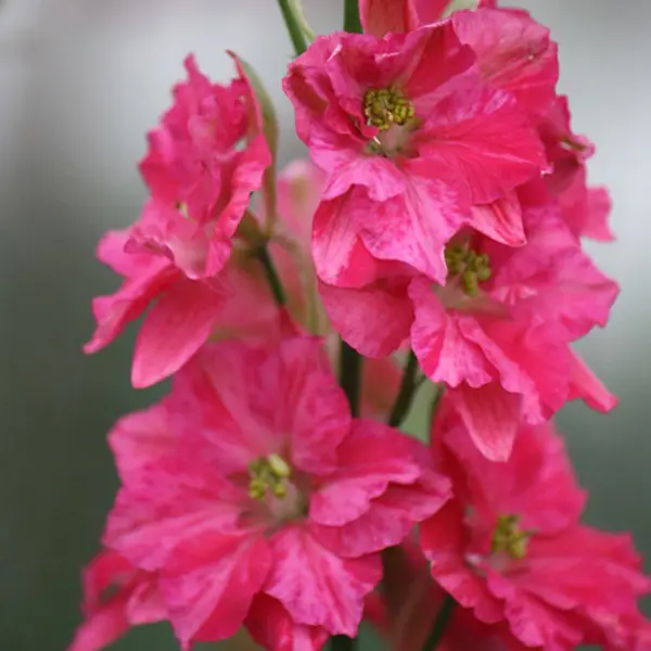 Delphinium Delqis Carmine Delphinium Delqis Carmine