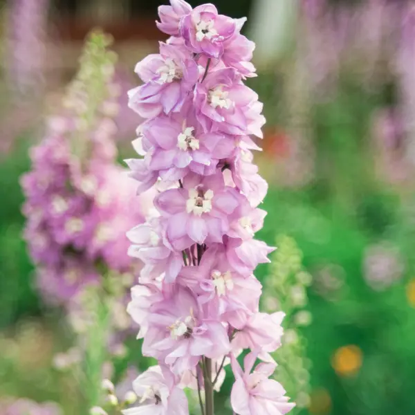 Delphinium Dwarf Cherry Blossom Delphinium Dwarf Cherry Blossom