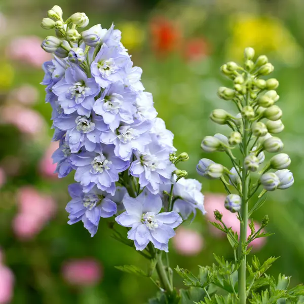 Delphinium Guardian Lavender Delphinium Guardian Lavender