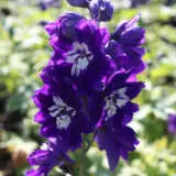 Delphinium King Arthur P68delkar - Garden Express Australia
