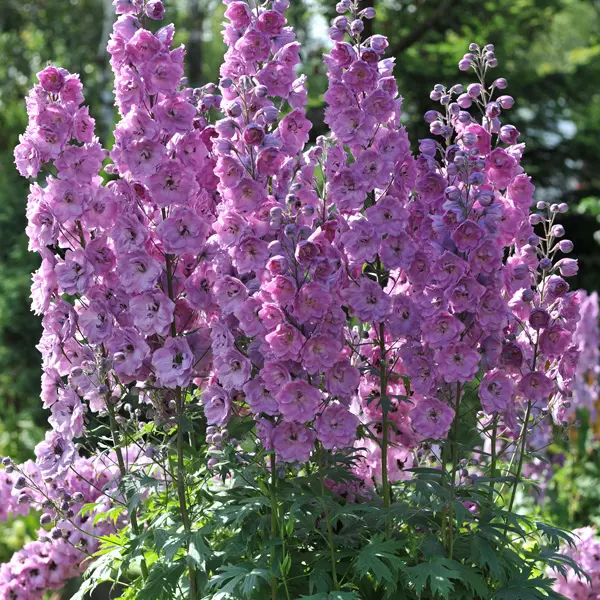 Delphinium Lilac Pink Delphinium Lilac Pink