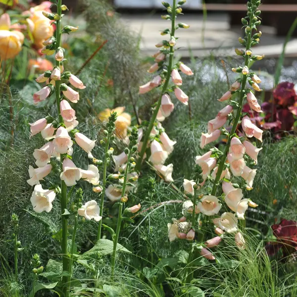 Digitalis Dalmatian Peach Foxglove Digitalis Dalmatian Peach Foxglove