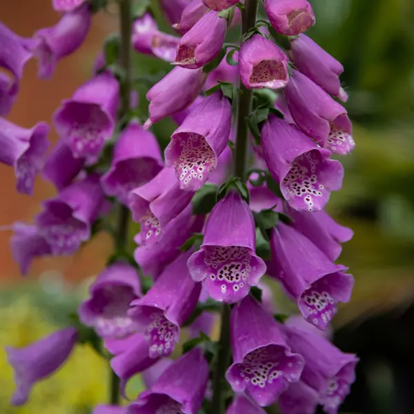 Digitalis Dalmatian Purple Foxglove Digitalis Dalmatian Purple Foxglove