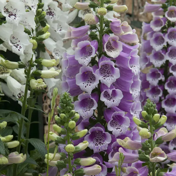 Digitalis Dalmatian Rose Foxglove
