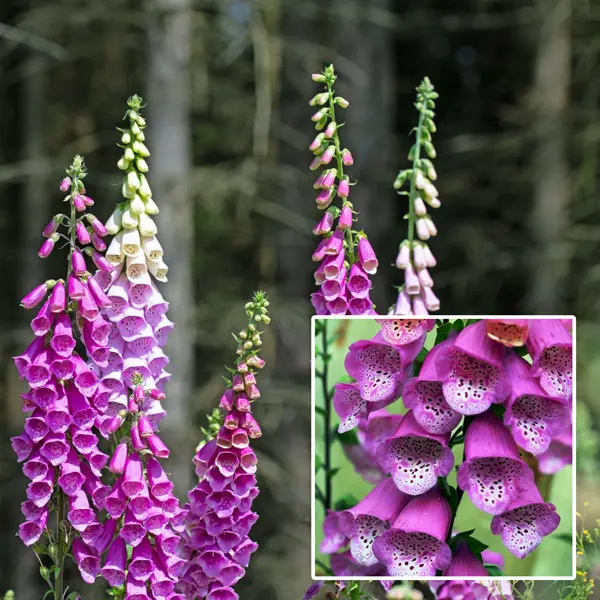 Digitalis Pink Panther Foxglove Digitalis Pink Panther Foxglove