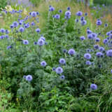 Echinops Ritro Blue Globe Thistle Echinops Ritro Blue Globe Thistle